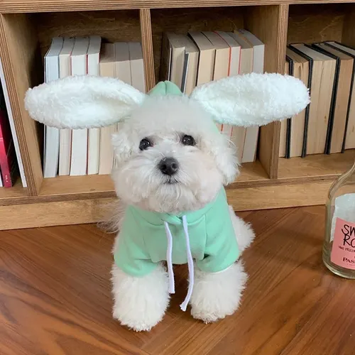Matcha Pet Dog Sweater Thin Teddy Bear Green - Shop at LoveMi