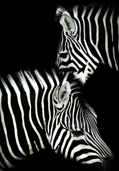 Canvas Animal Posters And Print Wall Decor Pf3378 - Shop at LoveMi