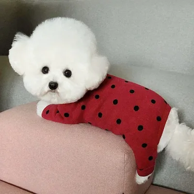 New Style Pet Four Foot Bottomed Household Clothes Red - Shop at LoveMi