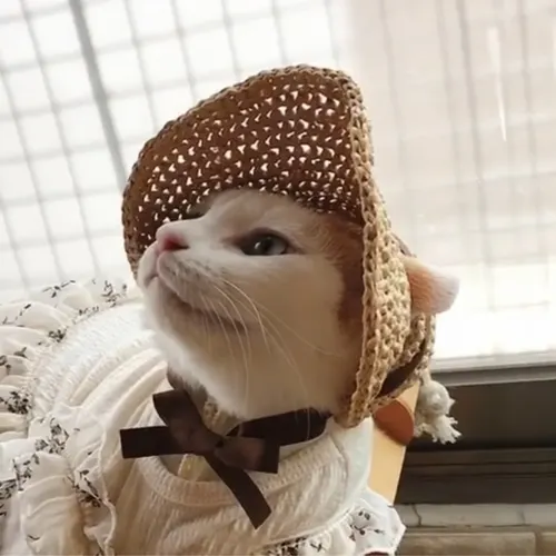 Pet Hat Cat Lace Sun Protection Coffee Colored Lace - Shop at LoveMi