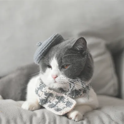Small Hat Beret Knitting Plaid Small Scarf Dog Grey Hat And Gray Scarf - Shop at LoveMi