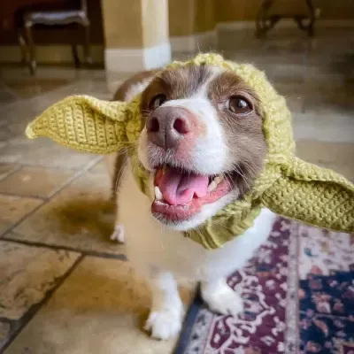 Pet Dog Dinosaur Warm Windproof Halloween Knitted Hat Head Cover Master Yoda - Shop at LoveMi