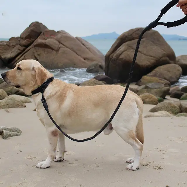 Pure Color Explosion Proof and Retractable Pet Leash Black - Shop at LoveMi