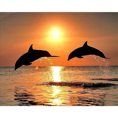XXL 5D Diamond Painting Delphine bei Sonnenuntergang 2 25X30Cm - Shop at LoveMi
