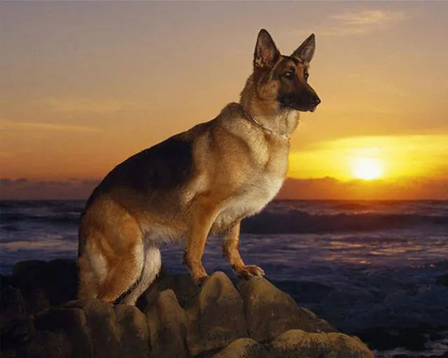 New Full Diamond Sunset Dog Diy Diamond Painting Round Diamond - Shop at LoveMi