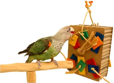 Parrot Colored Building Block Nibbling Toy Medium 17.5X22.5X6Cm - Shop at LoveMi
