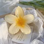 1 Yellow Plumeria Rubra 8Cm