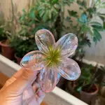 8Cm Onion Pink Green