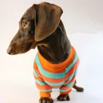 Dog Cat Pet Clothes Casual Sweatshirt - Orange Red Blue Stripes