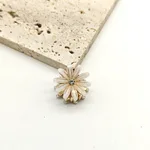 Creamwhite Daisy
