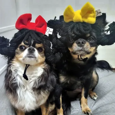 Cat Headgear Double Dough twist Style Plaits Handmade Black Yellow Bow - Shop at LoveMi