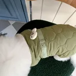 Small Green Fish