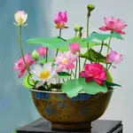 20 Bowls Of Lotus