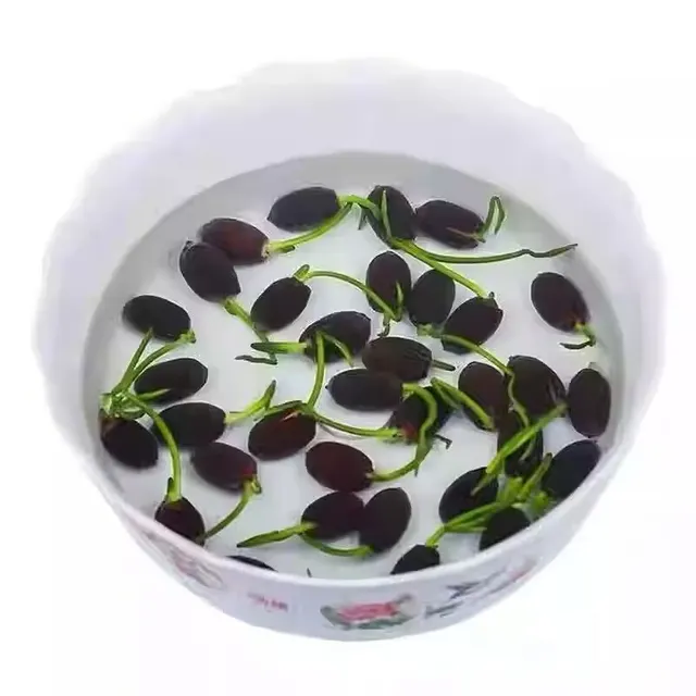 Fish Tank Water Grass Seed Landscape Package 70 Pieces Of Bowl Lotus - Shop at LoveMi