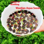 Bowl Lotus 30 Tablets