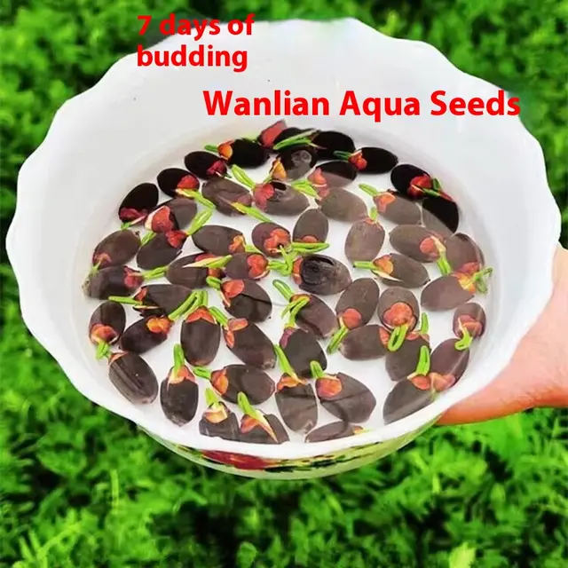 Fish Tank Water Grass Seed Landscape Package Bowl Lotus 30 Tablets - Shop at LoveMi