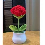2 Pink Tulip Potted Plants