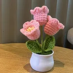3 Pink Lily Potted Plants