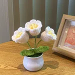 3 White Lily Potted Plants