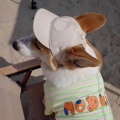 New Adjustable Sun proof Exposed Ears Pet Hat Apricot - Shop at LoveMi