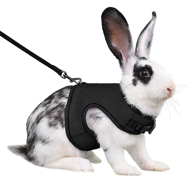 Guinea Pig Rabbit Rope Minipet Traction Vest Chest Back Black - Shop at LoveMi