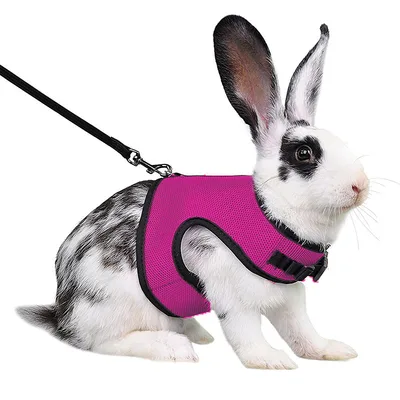 Guinea Pig Rabbit Rope Minipet Traction Vest Chest Back Rose Red - Shop at LoveMi