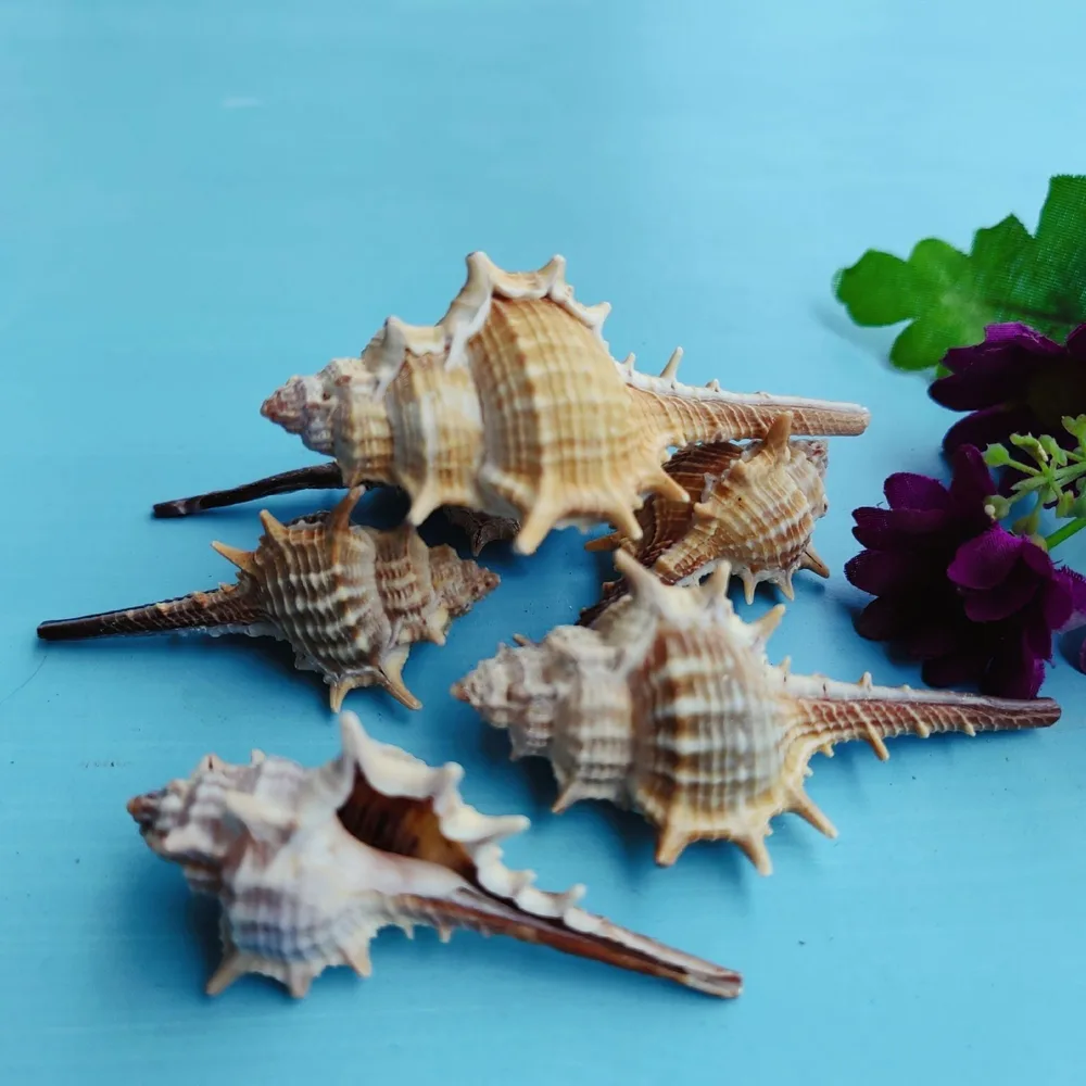 Natural Shell Conch Conch 5 9cm Home Fish Tank Micro Landscape Decoration 5To7Cm - Shop at LoveMi