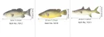 Pu Simulated Fish Ocean Animal Model Toys Ornaments - 3Pcs Set