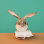 Little Gray Rabbit