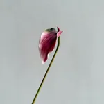 Purplish Red