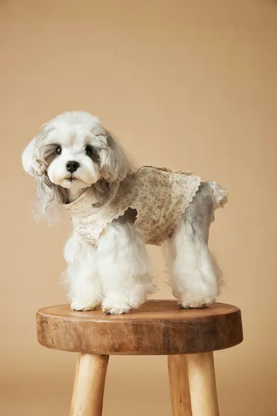 Printed Sleeveless Dress Teddy Schnauzer Bichon Yorkshire Skirt Skirt - Shop at LoveMi