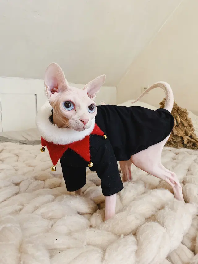 Hairless cat cotton hypoallergenic T shirt Black - Shop at LoveMi