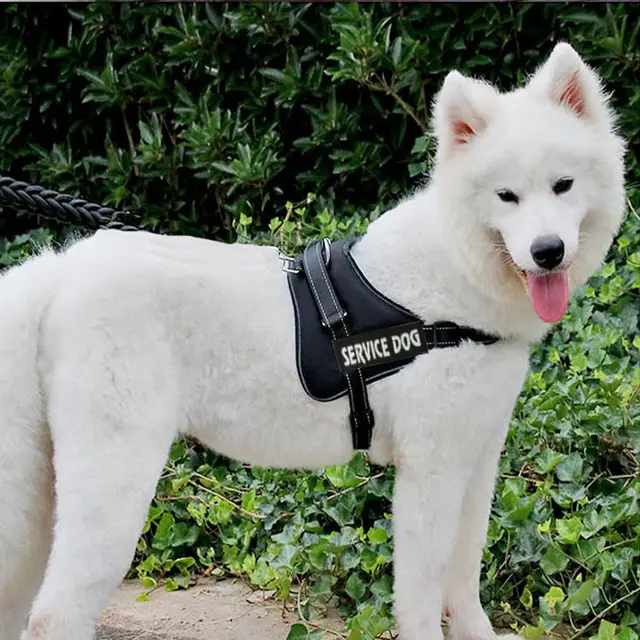 Chest strap for pet dog Black - Shop at LoveMi