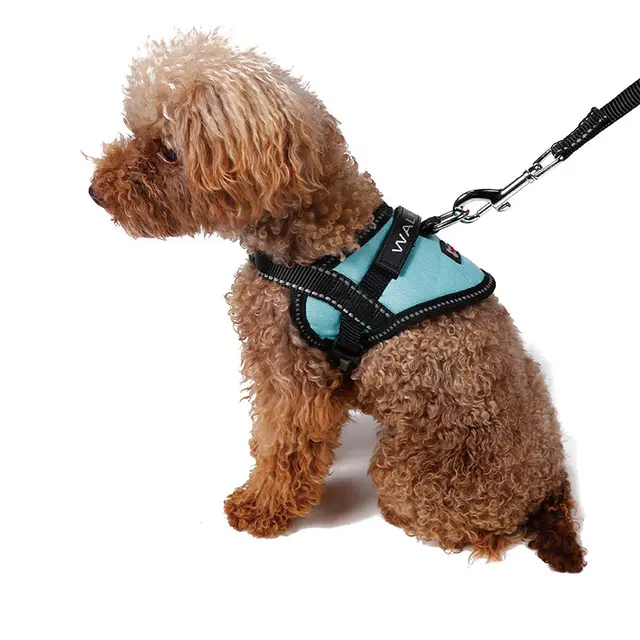 Reflective seat belt slogan dog chest back cover traction rope Blue Rope - Shop at LoveMi