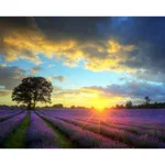 Digital Oil Painting Diy Flower Landscape Figure - Sunset Lavender