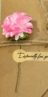 Pink Carnation