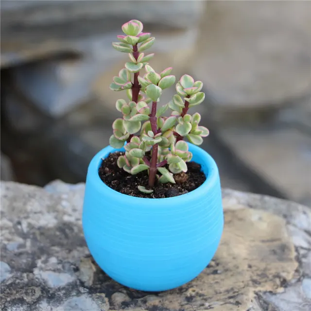 Round plastic plant pot Blue - Shop at LoveMi