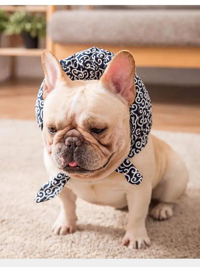 Sell cute pillow scarf pet Blue - Shop at LoveMi