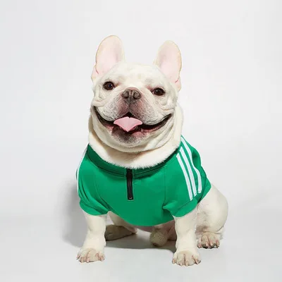 Three bar dog sweater Green - Shop at LoveMi