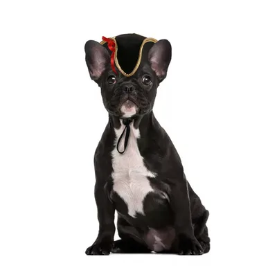 Funny Pet Dog Cat Costume Warm Hat Photo Props Headwear Pirate - Shop at LoveMi