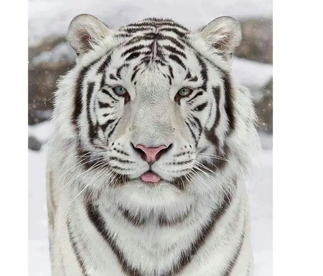 Full Square Diamond 5D DIY Diamond Painting Embroidery Cross Stitch Crystal Rhinestone Painting Home Decoration Gift 40X50 - Shop at LoveMi