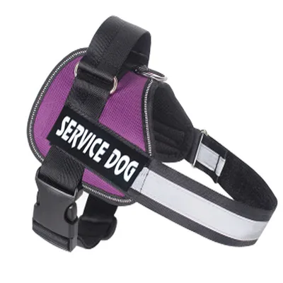 Labrador dog harness leash Purple - Shop at LoveMi
