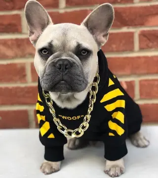Corgi Schnauzer pet fashion brand three-stripe dog sweater spoof autumn and winter sports dog clothes - Yellow