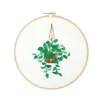 Green Dill 20Cm