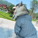 Reflective-Dog-5Xl