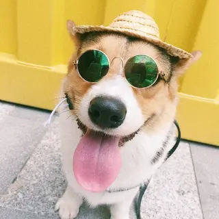 Pet photo glasses - Multicolored