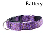 Rechargeable LED Dog Band - Purple
