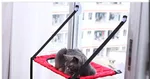 Cat Hammock Window Resting Seat Perch Cat Bed for Indoor Cats Sleeping - Red Single